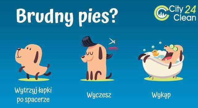 jak dbać o psa - wyczyść łapy po spacerze, wyczesz, wykąp